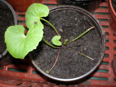 gotu_kola2600_x_450.jpg